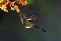 hummingbird001.jpg